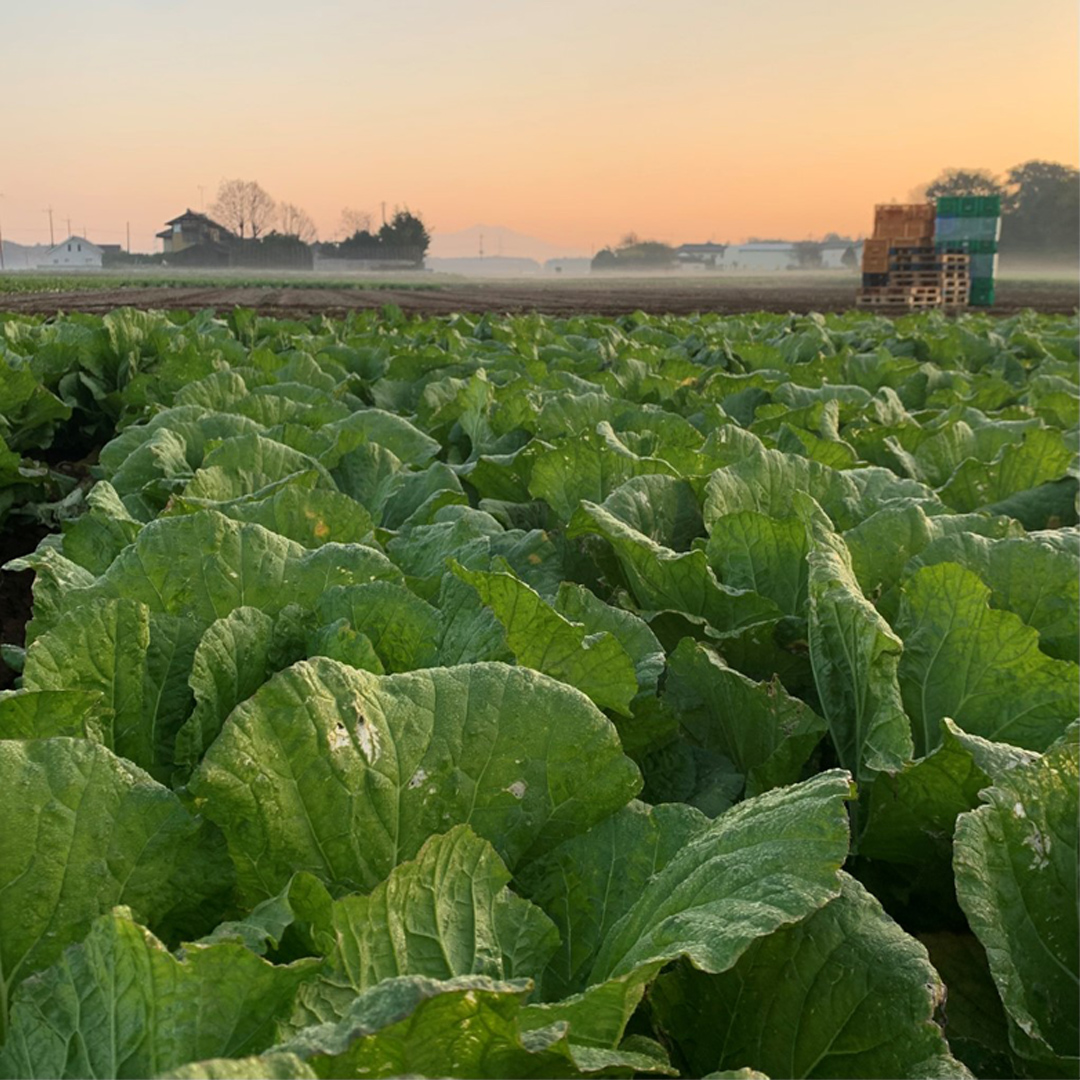 茨城県八千代町のふるさと納税 【生産量日本一！】総重量3750g！ 八千代町の白菜を使った ジューシー白菜餃子 150個（冷凍） ぎょうざ 冷凍餃子 惣菜 中華 点心 お取り寄せ ギョーザ ギョウザ 小分け おつまみ [BN004ya]