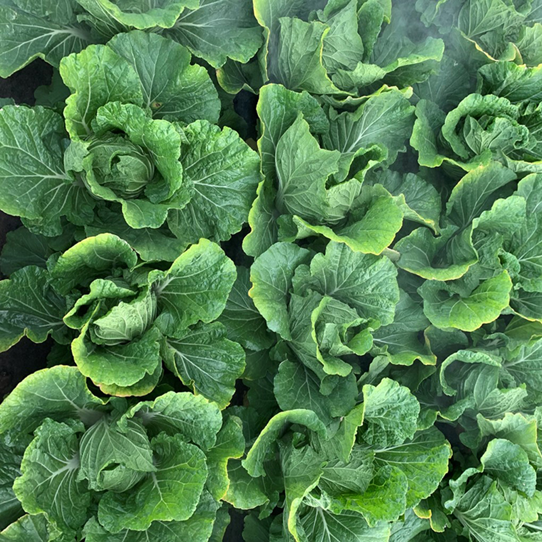 茨城県八千代町のふるさと納税 【生産量日本一！】総重量3750g！ 八千代町の白菜を使った ジューシー白菜餃子 150個（冷凍） ぎょうざ 冷凍餃子 惣菜 中華 点心 お取り寄せ ギョーザ ギョウザ 小分け おつまみ [BN004ya]