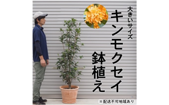 鉢植え 金木犀 キンモクセイ オリーブ柄 テラコッタ鉢 40cm 配送