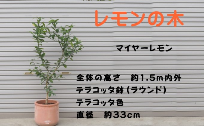 鉢植え レモンの木 マイヤー 大きめサイズ 配送不可 北海道 沖縄 離島 苗木 れもん 檸檬 Lemon 大きいサイズ 観葉植物 ガーデニング 花 実 香り 