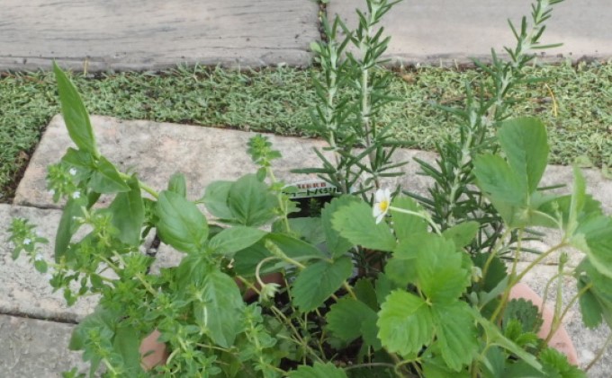 ハーブ 寄せ植え 5種 ラウンド型 テラコッタ鉢 25cm 植物 インテリア ガーデン 