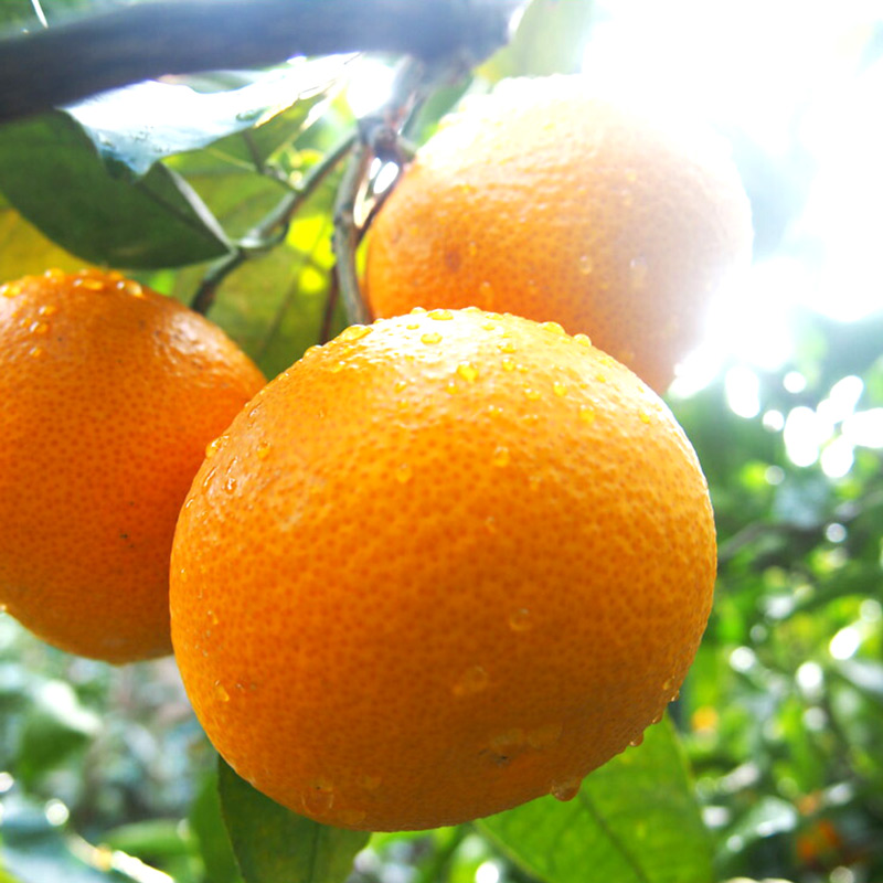 U6226n_【2026年先行予約】紅八朔 秀品 約10kg Lサイズ 和歌山県有田産