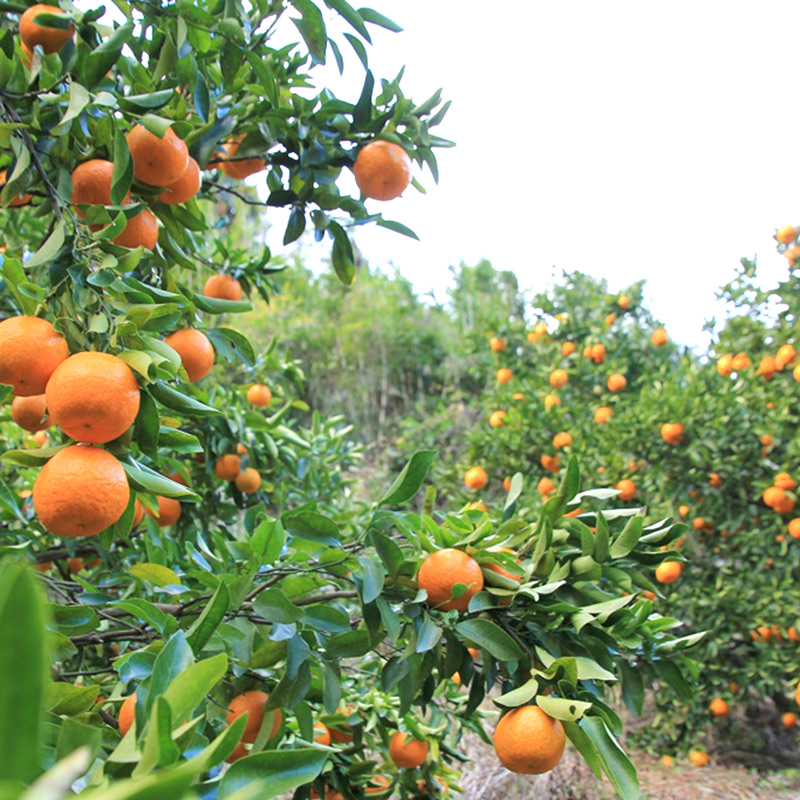 U6227n_【2026年先行予約】ポンカン 秀品 約10kg 和歌山県有田産