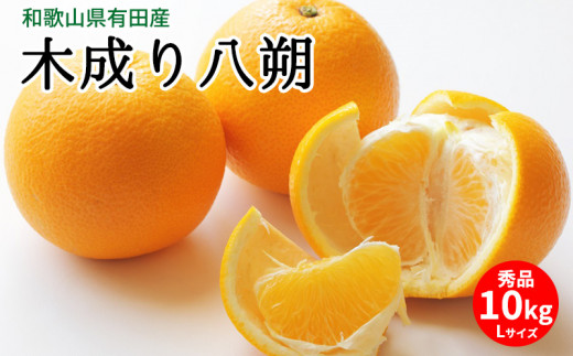 ya̎RLcS󒬁zU6231n_y2026Ns\zؐ蔪 Gi 10kg LTCY a̎RLcY