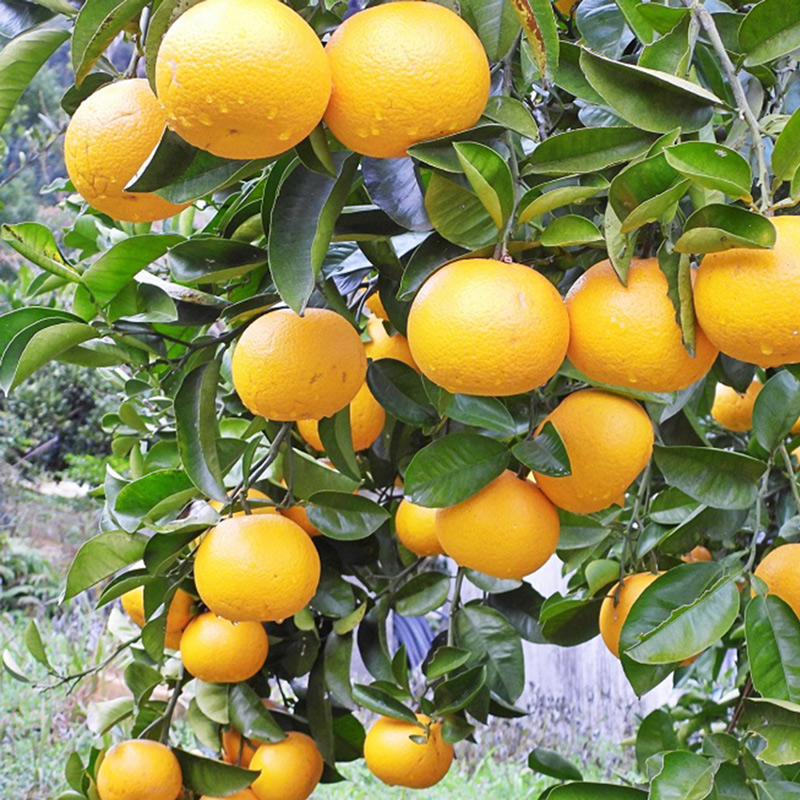 U6231n_【2026年先行予約】木成り八朔 秀品 約10kg Lサイズ 和歌山県有田産