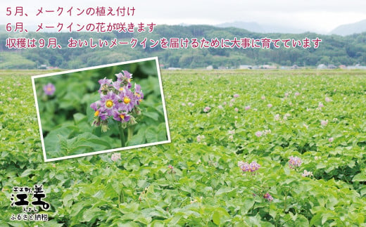 北海道江差町のふるさと納税 【9月頃～順次出荷】北海道江差産 メークイン 5kg M・L混合　しっとり甘い江差産　秋の収穫　北海道のじゃがいも　いもの塩煮にぴったり　いかの塩辛と一緒にどうぞ　ジャガバター　フライドポテト