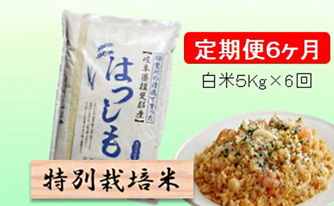 特別栽培米★[定期便] 6カ月★毎月 白米５kg 【ハツシモ】 お米 令和7年産 幻のお米 大粒 アッサリ お寿司 丼物 炒め物 安心 安全 美味しい 