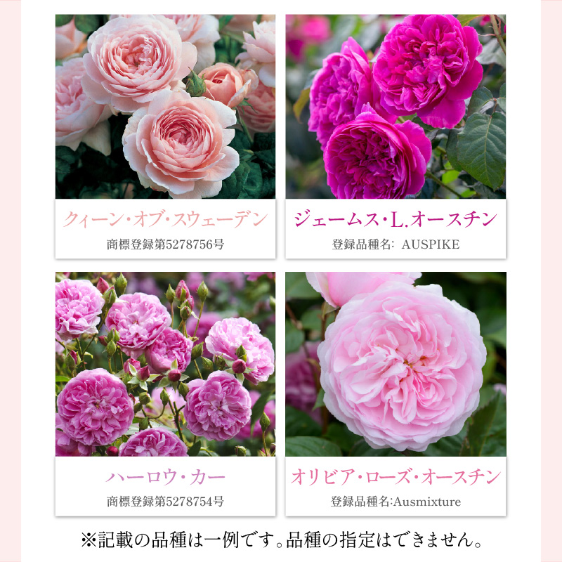 イングリッシュローズ オリビアローズオースチン 大苗 バラ・オリビア