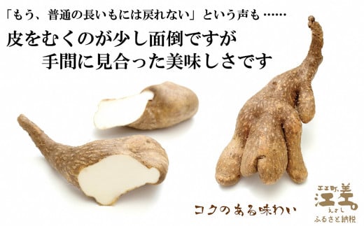 北海道江差町のふるさと納税 【早期予約 10月より順次出荷予定】北海道産 ひらいも  3kg　砂質土育ち とっても粘りが強い 北海道の山芋　もちもち食感　露地もの　無漂白　ねばり芋　やまと芋　長芋　自然薯　山かけ　とろろ　いももち　豚汁