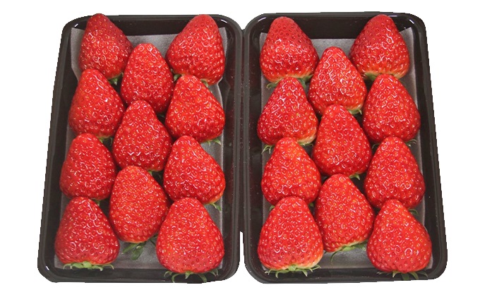 岡山県赤磐市のふるさと納税 いちご 2026年 先行予約 約300g×2パック 当日収穫発送！ イチゴ 苺 フルーツ 果物 岡山 赤磐市産 農マル園芸 あかいわ農園 果物類