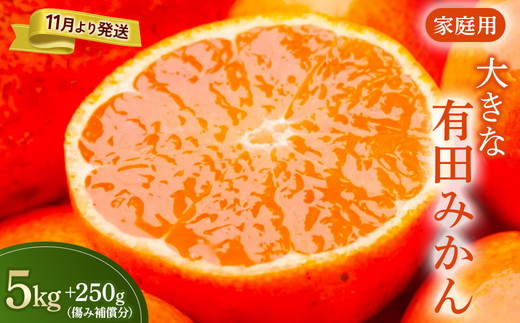 家庭用 大きな有田みかん5kg+250g（傷み補償分）【わけあり・訳あり】【光センサー選果】 ※北海道・沖縄・離島への配送不可 ※2025年11月上旬～2026年1月下旬頃に順次発送予定