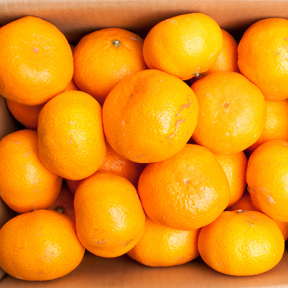 家庭用 大きな有田みかん5kg+250g（傷み補償分）【わけあり・訳あり】【光センサー選果】 ※北海道・沖縄・離島への配送不可 ※2025年11月上旬～2026年1月下旬頃に順次発送予定