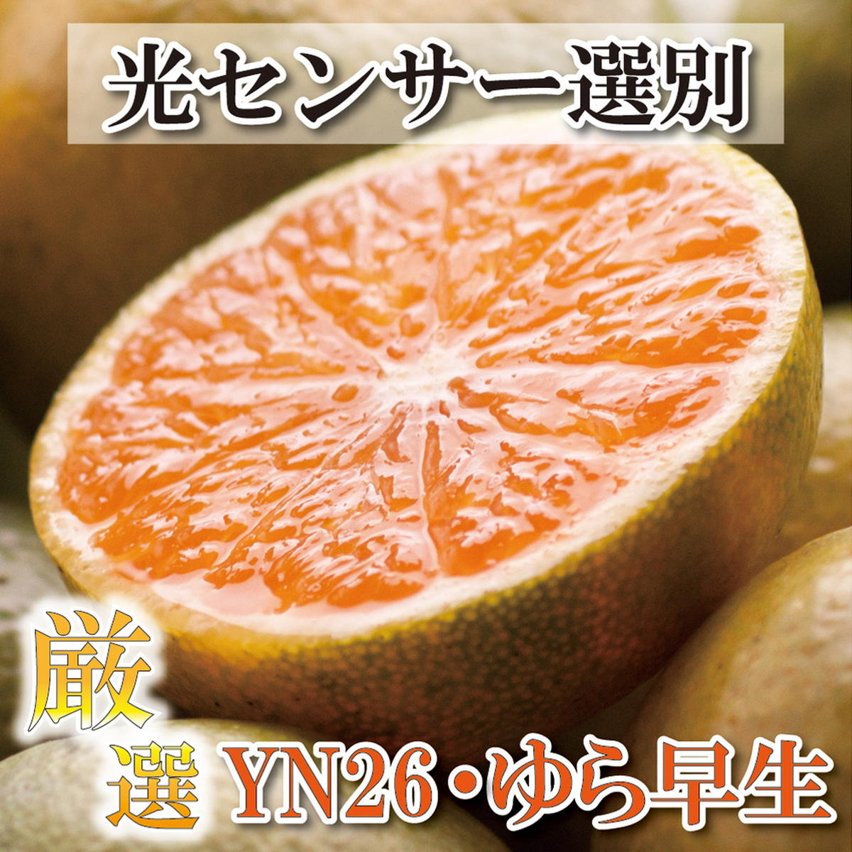【和歌山県美浜町】〈10月より発送〉ゆら早生 プレミアム有田みかん 5kg+250g(傷み補償分) | 柑橘 果物 フルーツ 糖度 甘い 濃厚 コク ジューシー 光センサー ※北海道・沖縄・離島への配送不可 ※2025年10月上旬〜11月中旬頃に順次発送予定