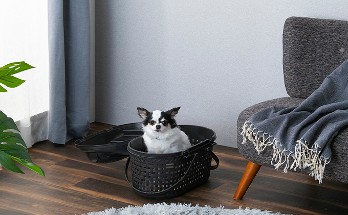 メッシュペットキャリー ブラウン MPC-450 アイリスオーヤマ ペット用品 ペットグッズ ペットキャリーバッグ 猫 小型犬 小動物 お出かけ 病院 ショルダーベルト付き 