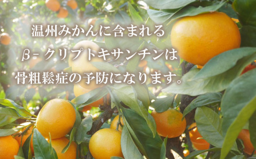 先行予約 愛媛みかん 5kg 13000円 愛媛 みかん 温州みかん こたつ みかん mikan 蜜柑 ミカン 家庭用 贈答用 ギフト プレゼント お歳暮 産地直送 国産 農家直送 糖度 期間限定 数量限定 特産品 ゼリー ジュース アイス 人気 限定 甘い フルーツ 果物 柑橘 先行 事前 予約 受付 ビタミン 美味しい おいしい 吉田農園 愛南町 愛媛県