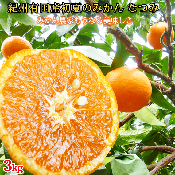 【和歌山県美浜町】初夏のみかん なつみ3kg | 果物 くだもの 柑橘 みかん 蜜柑 ミカン フルーツ 和歌山 産地直送 ふるさと納税 ミカン※着日指定不可※2026年4月中旬頃?2026年4月下旬頃に順次発送予定