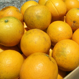 和歌山田村　バレンシアオレンジ43玉　7500gほど 贈答用】 和歌山県産 バレンシアオレンジ5kg | 有田みかん 和歌