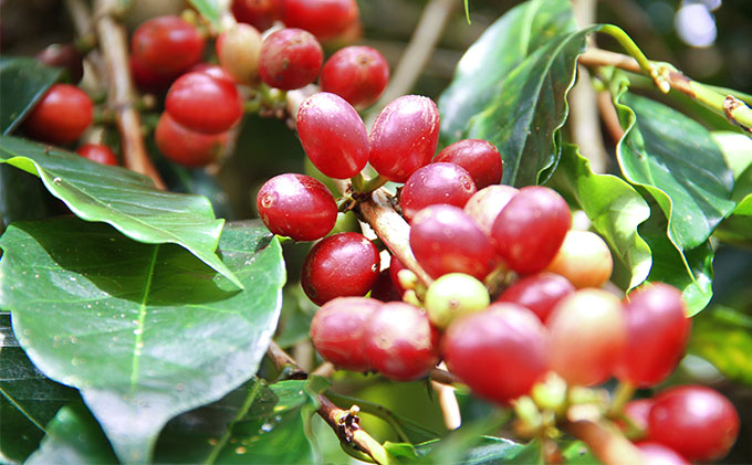 丸山珈琲のカフェラテベース（300ml）2本セット 飲料類 希釈用 割るだけ 簡単 豊かな香り 味わい コク 牛乳 炭酸水 お湯 お酒 アレンジ 無糖 微糖 