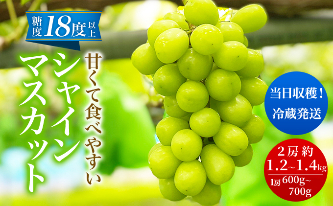 先行予約 甘く食べやすい シャインマスカット 2房（1房 600～700g）＜出荷時期：2025年9月下旬～10月上旬ごろ＞数量限定 期間限定 果物 フルーツ ぶどう ブドウ マスカット