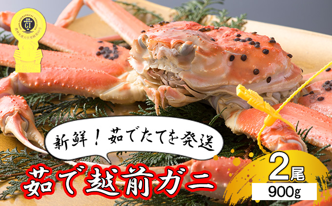 【福井県若狭町】茹で越前ガニ【期間限定】食通もうなる本場の味をぜひ、ご堪能ください。約900g 2尾セット 越前がに 越前かに 越前カニ カニ ボイルガニ ずわい蟹 ずわいガニ ズワイガニ 蟹