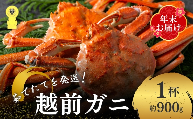 【福井県若狭町】茹で 越前ガニ 約900g以上 1杯 年末配送 食通もうなる本場の味をぜひ、ご堪能ください 越前かに 蟹 カニ かに ボイルカニ ボイル蟹 ポーション ズワイガニ ずわい蟹 海鮮 福井 福井県 若狭町