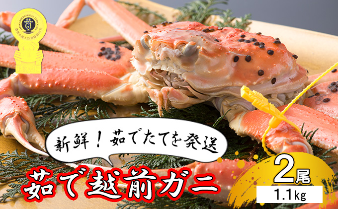 【福井県若狭町】茹で越前ガニ【期間限定】食通もうなる本場の味をぜひ、ご堪能ください。約1.1kg 2尾セット 越前がに 越前かに 越前カニ カニ ボイルガニ ずわい蟹 ずわいガニ ズワイガニ 蟹