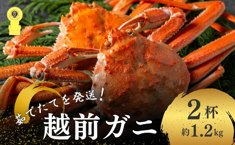 【福井県若狭町】期間限定 茹で 越前ガニ 約1.2kg 2杯 食通もうなる本場の味をぜひ、ご堪能ください 越前かに 蟹 カニ かに ボイルカニ ポーション ズワイガニ 海鮮 限定 福井 福井県 若狭町