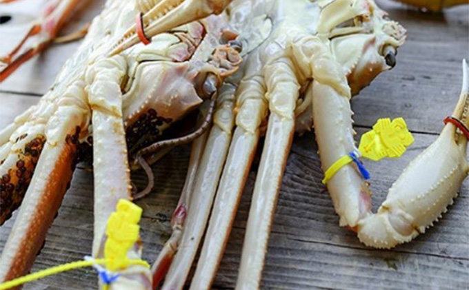 茹で越前ガニ【期間限定】食通もうなる本場の味をぜひ、ご堪能ください。越前ガニ 約900g＋セイコガニ3杯 越前がに 越前かに 越前カニ カニ ボイルガニ 蟹 