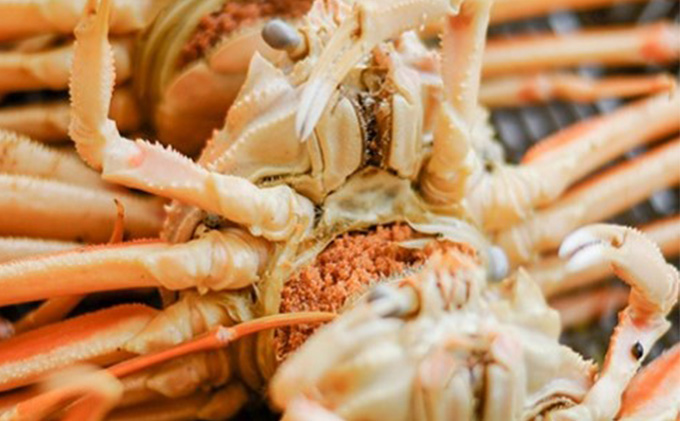 茹で越前ガニ【期間限定】食通もうなる本場の味をぜひ、ご堪能ください。越前ガニ 約700g＋セイコガニ3杯 越前がに 越前かに 越前カニ カニ ボイルガニ 蟹 