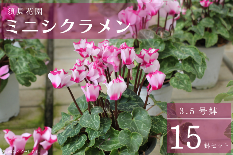 【茨城県行方市】【2025年10月より順次発送】須貝花園 ミニシクラメン(3.5号鉢) 15鉢セット|シクラメン ミニシクラメン 花 季節の花 セット 須貝花園 先行予約 茨城県 行方市(C-1)