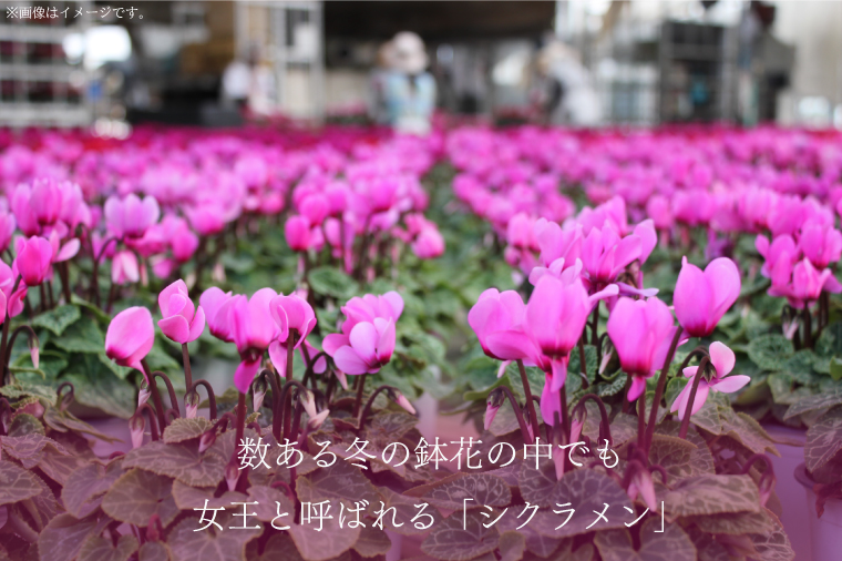 【2025年10月より順次発送】須貝花園 ミニシクラメン(3.5号鉢) 15鉢セット｜シクラメン ミニシクラメン 花 季節の花 セット 須貝花園 先行予約 茨城県 行方市(C-1)