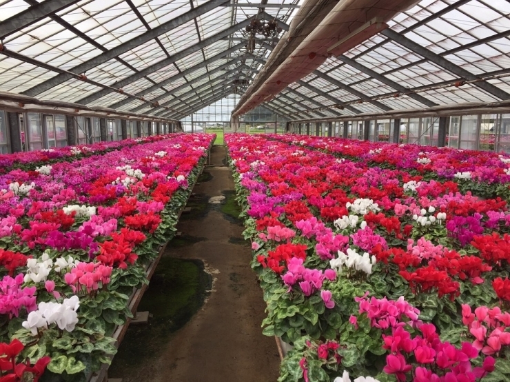 【2025年10月中旬より順次発送】シクラメン(5号鉢) 4鉢セット｜シクラメン 花 季節の花 須貝花園 先行予約 茨城県 行方市(C-4)