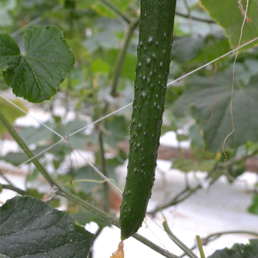 美浜町産　松きゅうり◇※2025年11月上旬～2026年6月下旬頃に順次発送予定
