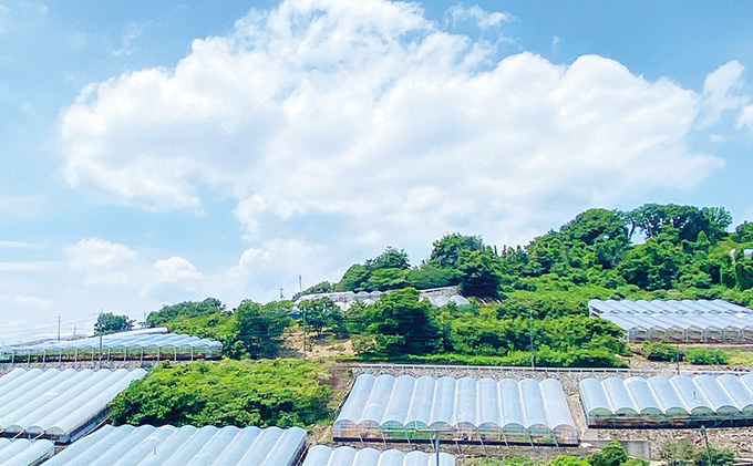 ぶどう 2026年 先行予約 シャイン マスカット 晴王 1房 約670g 晴れの国 おかやま 岡山県産 フルーツ王国 果物王国 