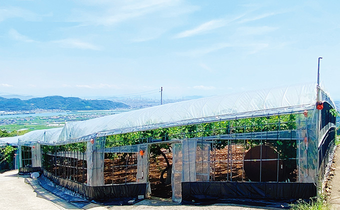 ぶどう 2026年 先行予約 シャイン マスカット 晴王 2房（合計約1.1kg） 晴れの国 おかやま 岡山県産 フルーツ王国 果物王国 