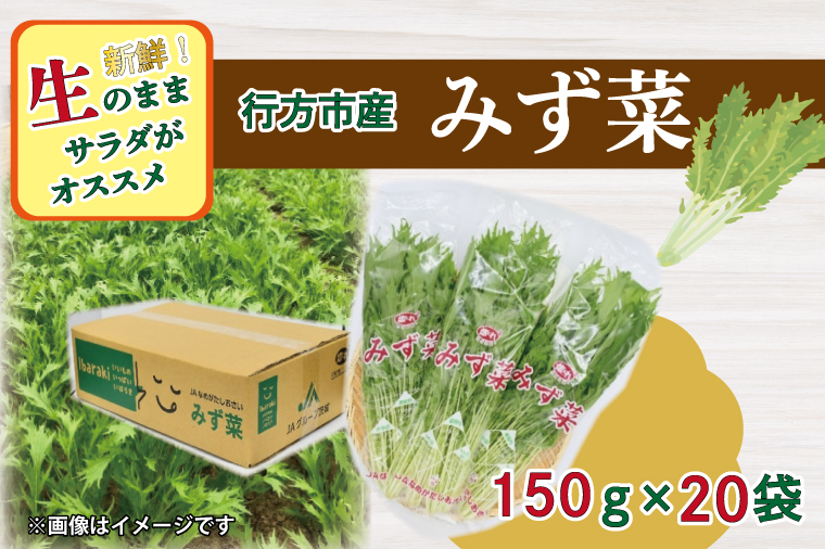 茨城県行方市のふるさと納税 AE-53 JAなめがたしおさい直送「みず菜」150g×20袋