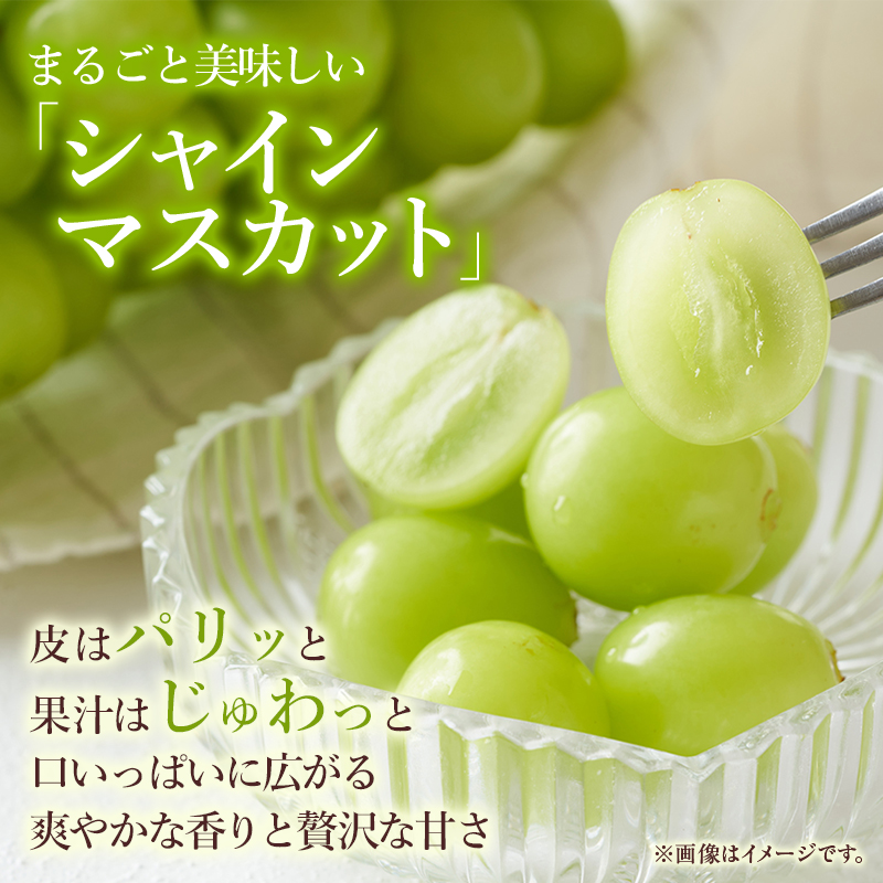 岡山県玉野市のふるさと納税 ぶどう 2025年 先行予約 ご家庭用 シャイン マスカット 約2kg 糖度抜群！ 【9月上旬～順次発送分】 ブドウ 葡萄  岡山県産 国産 フルーツ 果物 果物類