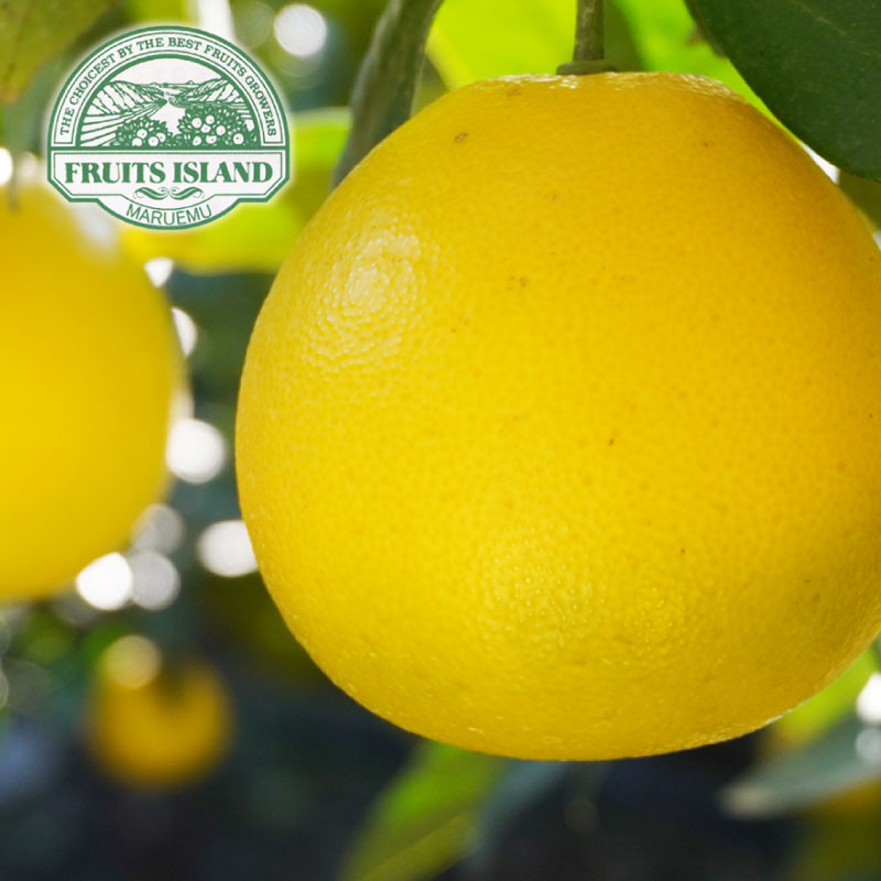 先行予約 訳あり 美生柑 みしょうかん 約5kg 河内晩柑 不揃い 大小ミックス 傷あり ばんかん フルーツ 果物 くだもの 文旦 晩生柑 厳選 愛媛 みかん 蜜柑 愛南 ご当地 ブランド 