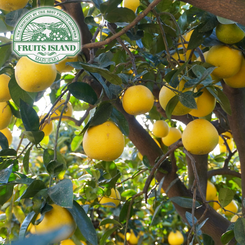 先行予約 訳あり 美生柑 みしょうかん 約5kg 河内晩柑 不揃い 大小ミックス 傷あり ばんかん フルーツ 果物 くだもの 文旦 晩生柑 厳選 愛媛 みかん 蜜柑 愛南 ご当地 ブランド 