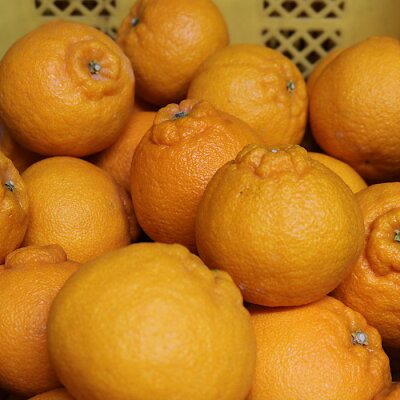 ZE6107n_【2026年先行予約】有田の不知火(しらぬひ) 【訳あり　家庭用】7.5kg 大玉 （L～3Lサイズ混合）まごころ手選別