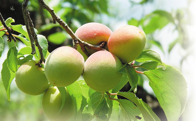 若狭のすっぱい梅干し　慶書ラベル（しそ入り　300g×2袋、合計600g）紅映梅 漬物 ご飯のお供 おにぎり お弁当 昔ながら べにさし梅 塩分 0.18 チャック式 種 小さい 肉厚 