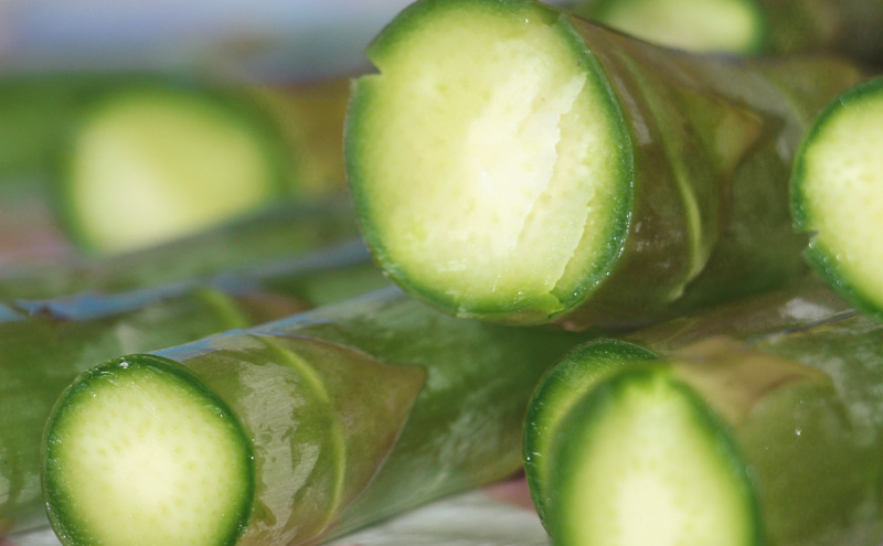 十勝幕別町産 グリーンアスパラ1kg M～2L混合［山田敏明牧場］【2026年5月出荷開始】 北海道 野菜 アスパラガス 