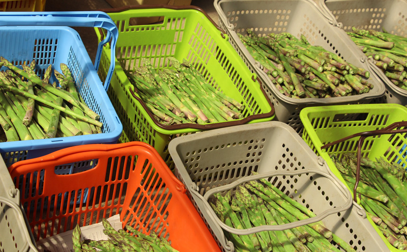 十勝幕別町産 グリーンアスパラ1kg M～2L混合［山田敏明牧場］【2026年5月出荷開始】 北海道 野菜 アスパラガス 