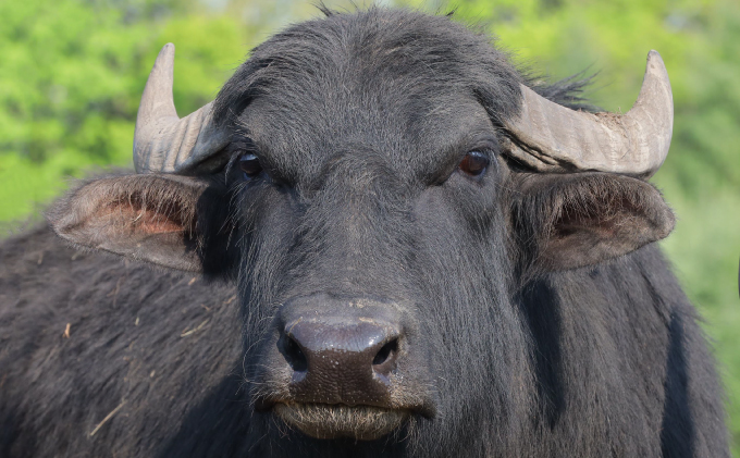 デザート感覚で食べる「湖水地方牧場の白いチーズとオリジナルバウムクーヘン」のペアリング提案 お菓子 スイーツ 乳製品 焼き菓子 セット 熟成 フレッシュチーズ 北海道産 おやつ 