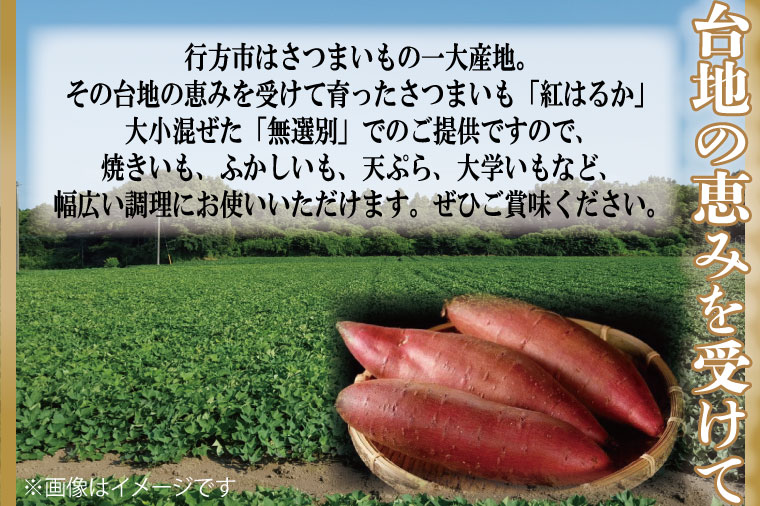 茨城県行方市のふるさと納税 【2025年10月より順次発送】★訳あり★ 無選別 行方台地のさつまいも 紅はるか 約10kg｜さつまいも 芋 サツマイモ 紅はるか 訳あり わけあり 無選別 先行予約 茨城県 行方市(CU-55-5)