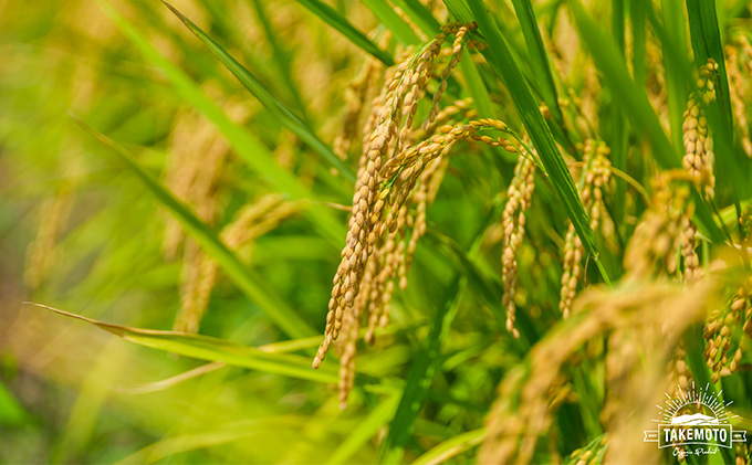 特別栽培コシヒカリ　白米10kg（5kg×2） お米 