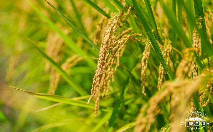 特別栽培コシヒカリ　白米5kg お米 