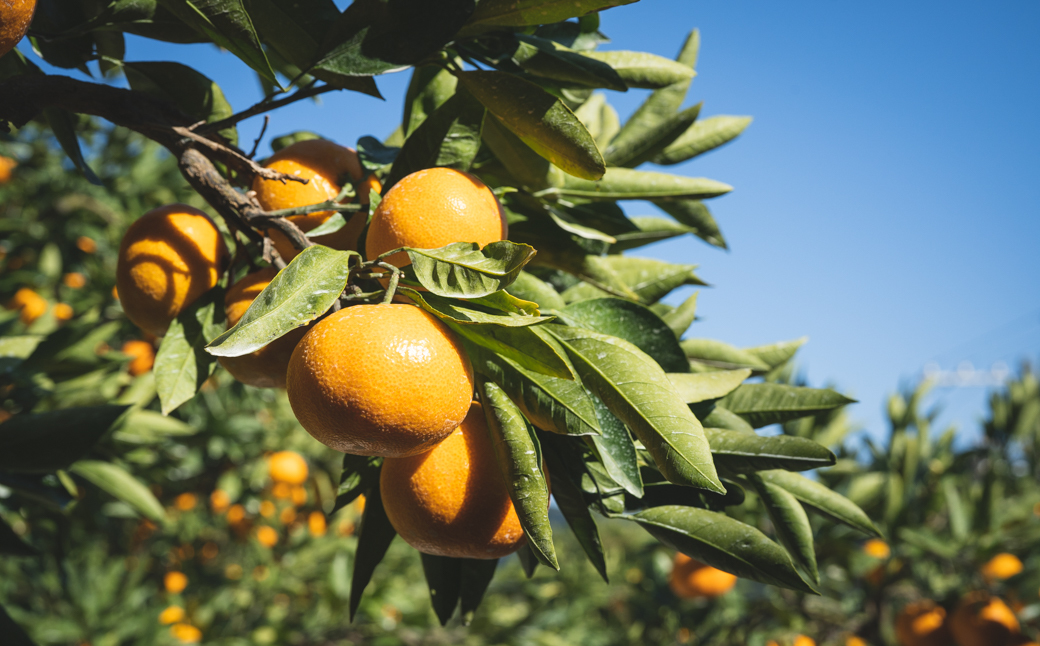 BP6011_かねよし農園 田村みかんジュース 3本 セット【和歌山 ミカンジュース ストレート 果汁100%】
