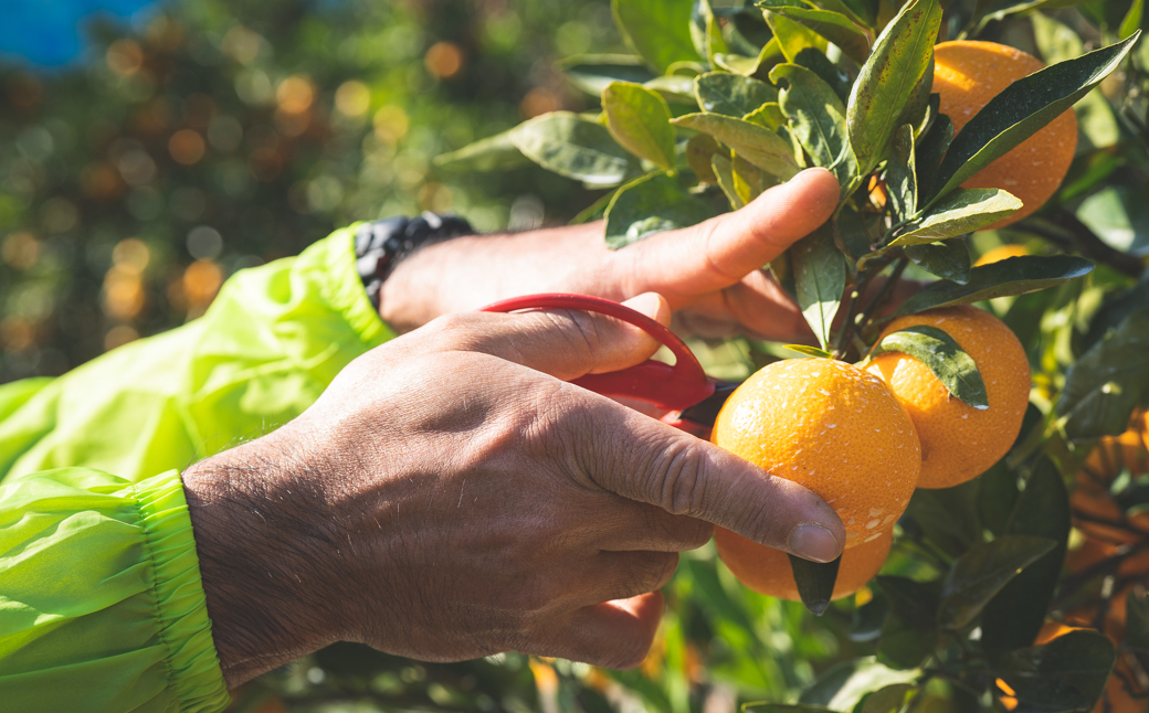 BP6011_かねよし農園 田村みかんジュース 3本 セット【和歌山 ミカンジュース ストレート 果汁100%】