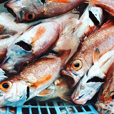 にかほ市の漁師厳選！秋田沖の旬のお魚パック！（Mサイズ・3～4人前） 魚介類 直送 新鮮 詰め合わせ 